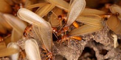 气温回暖杭州发现大量白蚁