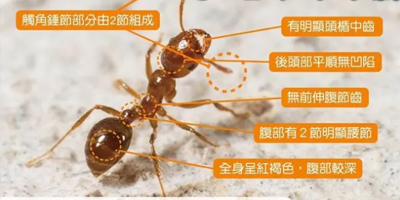 苏州白蚁消杀计划，让您远离隐形破坏者！